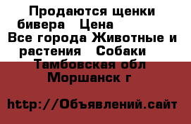 Продаются щенки бивера › Цена ­ 25 000 - Все города Животные и растения » Собаки   . Тамбовская обл.,Моршанск г.